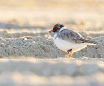 Hooded plover (Thinornis rubricollis) T7 was sighted at Salty Lagoon Entrance, Broadwater National Park
