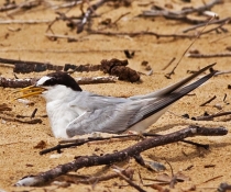 Sterna albifrons Little Tern on nest