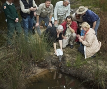 Platypus (Ornithorhynchus anatinus) being released at Royal National Park by a group of people
