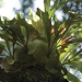 Staghorn fern (Platycerium superbum)
