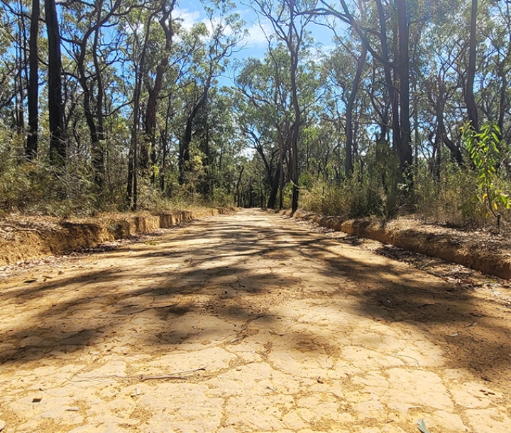 Graded dirt road strething into bushland